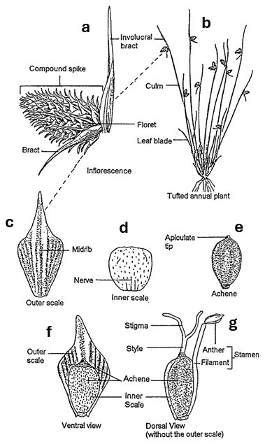 Lipocarpha morphology: a tufted annual plant with compact inflorescences, enlarged outer and inner scales, an achene, and front and back views showing the scales around the fruit and floral parts.