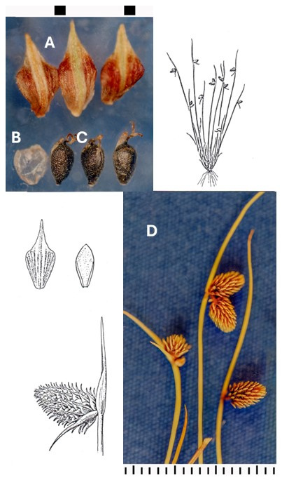 Lipocarpha micrantha: photographs of outer scales, a translucent inner scale, textured achenes and compact spikelet clusters beneath long bracts. Drawings show the tufted plant, a spikelet cluster and fruit details.