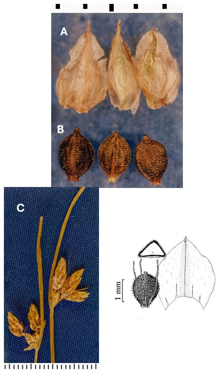 Schoenoplectiella saximontana photographs show pale scales, deeply textured achenes and small spikelet clusters beside upright bracts. An accompanying drawing shows an achene, its triangular cross section and a broad scale.