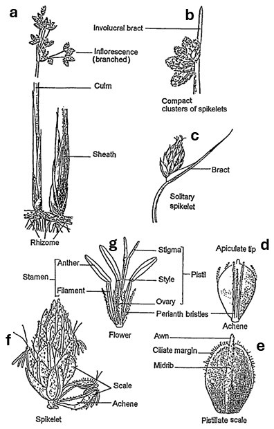 Schoenoplectus morphology: culms and basal sheaths on a rhizome; branched, compact and solitary inflorescences; and enlarged flower, spikelet, scale and bristled achene details.
