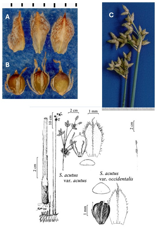 Schoenoplectus acutus: photographs of scales, achenes with attached bristles and filaments, and branched spikelet clusters. Drawings compare scale and achene details of varieties acutus and occidentalis beside the culm base and inflorescence.
