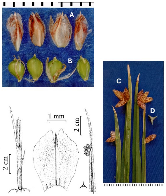 Schoenoplectus americanus: photographs of scales, achenes with attached bristles or filaments, compact spikelet clusters and triangular culm cross sections. Drawings show the culm base, a scale and an upper culm with inflorescence.