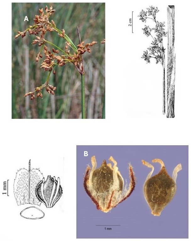 Schoenoplectus californicus: photographs of a branched inflorescence and three enlarged achenes, the central one retaining bristles. Drawings show the upper culm and inflorescence, a scale, a bristled achene and its cross section.