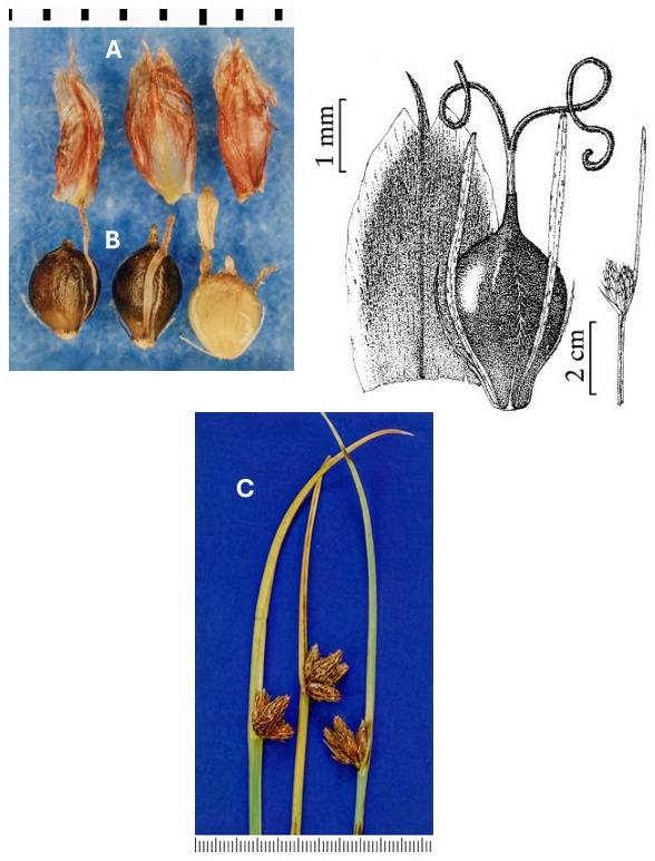 Schoenoplectus pungens var. longispicatus: photographs of scales, achenes with attached filaments or bristles, and compact spikelet clusters. Drawings enlarge a scale and achene with long floral appendages beside an upper culm detail.