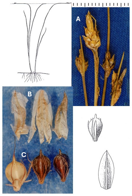 Schoenoplectus subterminalis: photographs of spikelets, scales and achenes, including one surrounded by long bristles. Drawings show the plant with narrow basal leaves and enlarged scale and achene.