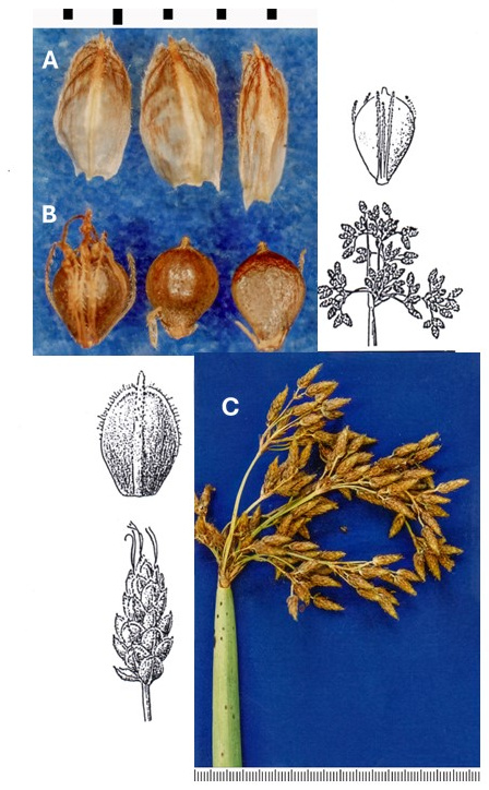 Schoenoplectus tabernaemontani: photographs of scales, achenes and a spreading, drooping inflorescence; the left achene retains bristles. Drawings show the inflorescence, spikelet, scale and achene.