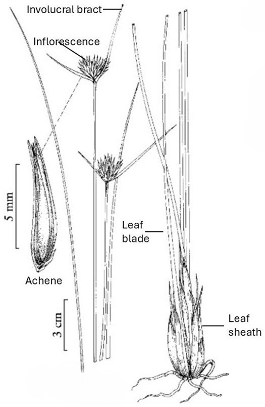 Schoenus morphology: compact inflorescences beside long involucral bracts, a leafy base with overlapping sheaths and an enlarged narrow achene.
