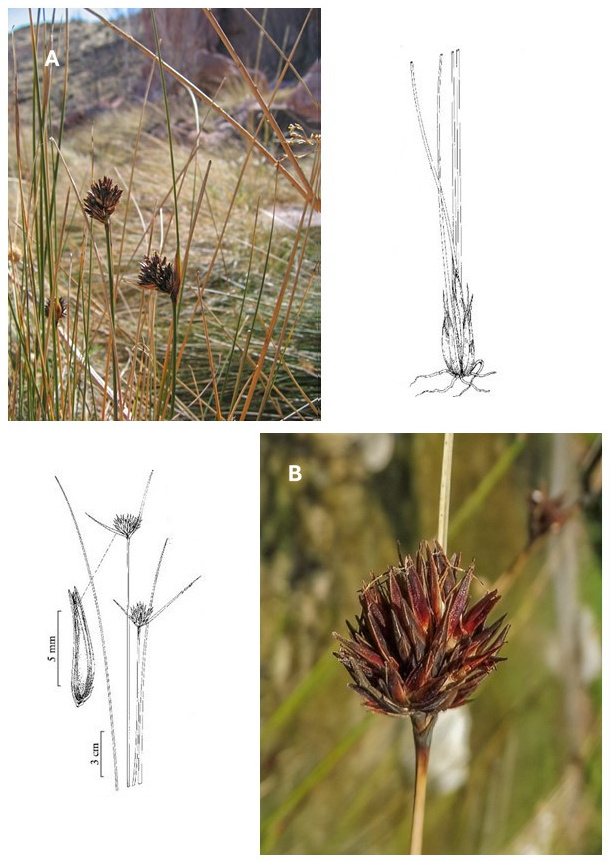 Schoenus nigricans: photographs of culms bearing dark, compact inflorescences in habitat and a close view of a spikelet cluster. Drawings show the plant base, inflorescences with long bracts and a narrow achene.
