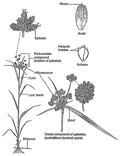 Scirpus morphology: a leafy plant with a rhizome, open and dense clusters of spikelets, an enlarged spikelet, a short-pointed scale and an achene with perianth bristles.