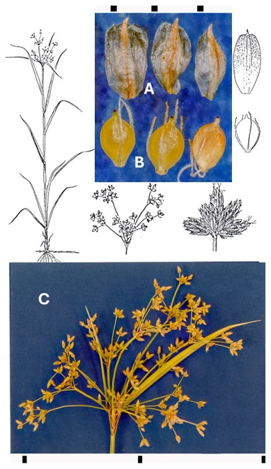 Scirpus microcarpus: photographs of scales, achenes with bristles and a widely branched inflorescence with small spikelet clusters. Drawings show the leafy plant, clustered spikelets, a scale and an achene.