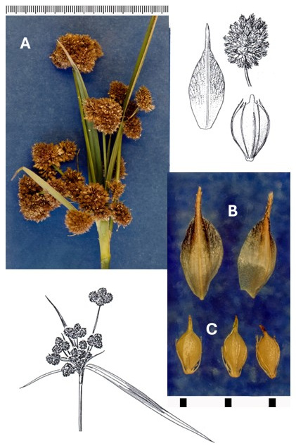 Scirpus pallidus: photographs of dense, rounded spikelet clusters, scales and achenes with some bristles attached. Drawings show the branching inflorescence, a spikelet, scale and achene.