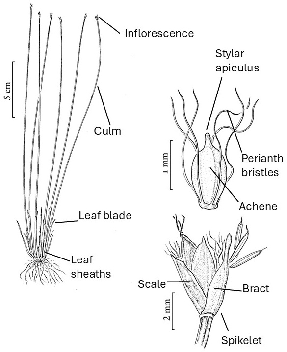 Trichophorum morphology: tufted culms with terminal spikelets and short basal leaves; an enlarged spikelet with scale and bract; and an achene with a short apical point and long perianth bristles.