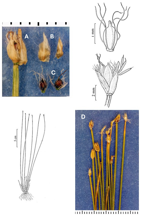 Trichophorum cespitosum: photographs of a spikelet with a partly detached involucral bract, scales, bristled achenes and culms with terminal spikelets. Drawings show the tufted plant and enlarged spikelet and achene.
